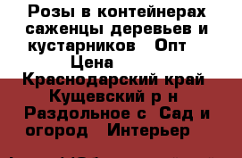 Розы в контейнерах,саженцы деревьев и кустарников .(Опт) › Цена ­ 100 - Краснодарский край, Кущевский р-н, Раздольное с. Сад и огород » Интерьер   